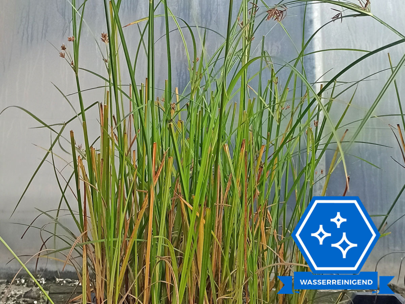 Zyperngras - Cyperus longus